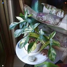 Philodendron Florida Beauty Variegated Plants Philodendron Plants