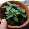 Hot pepper devotees have had success growing many different types of specialty. 1