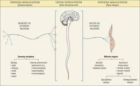 The ens works in concert with cns reflex and command centers and with neural pathways that pass through. The Nervous System Ross And Wilson Anatomy And Physiology In Health And Illness 11e
