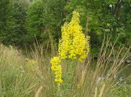 Image result for Solidago