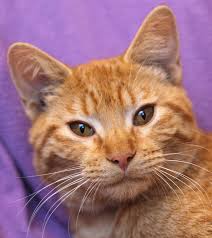 Pin By San Antonio Humane Society On Sahs Cats Cat Adoption Cats Kitty