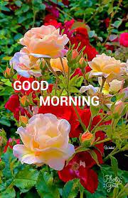 When you hear someone saying good morning or you wish someone it f. Pin By Sathya Priya On Good Morning Morning Flowers Good Morning Flowers Beautiful Flowers Wallpapers