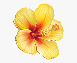 Anemones, tropicals, succulents, orchids, freesia Hibiscus Flower Hawaiian Yellow Summer Tropical Hawaiian Tropical Flowers Png Transparent Png Transparent Png Image Pngitem