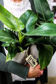 Wayfair.com has been visited by 1m+ users in the past month Wild Interiors How To Care For The Philodendron Imperial Green
