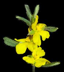 Image result for Hermbstaedtia