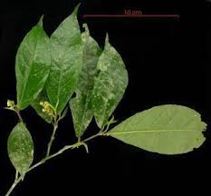 Image result for Rinorea