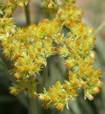 Image result for Syncolostemon elliottii