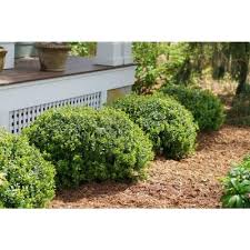 A popular hedging, topiary or feature plant in formal or informal gardens. 8gogceyzxgzvxm
