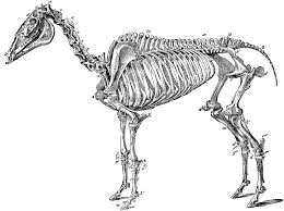 Basic horse anatomy for equine owners. Skeleton Of A Horse Clipart Etc