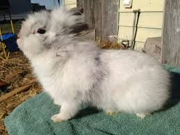 Rabbits are much harder to litter train than other animals such as cats, dogs and birds however it is possible with lots of patience, perseverance and plenty of treats. Harlequin Lionhead Rabbit Lionhead Rabbit