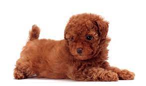 Toy Poodle Dog Breed Information