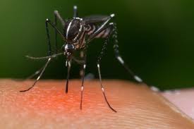 Common signs that pests have invaded your turf include brown spots. Allstate Pest Lawn Statepestlawn Twitter