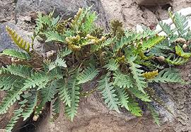 Image result for Polypodiaceae