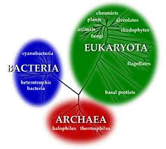 The 3 Domains Of Life Science Lessons Teaching Biology Science Education