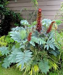 Image result for Melianthus major