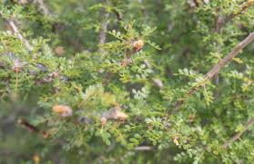 Image result for Commiphora kua