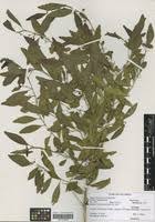 Image result for Erythrococca