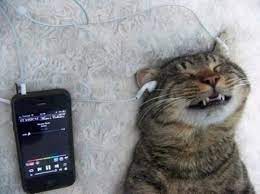So You Re Listening To Music And You Re Like I Can Totally Start My Own Band Funny Animal Pictures Crazy Cats Cats