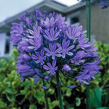 Agapanthus Blue Peter Beautiful Large Flowered Heads Of Intense Deep Blue Free Flowering Can Be Left In The Groun Agapanthus Blue Showy Flowers Agapanthus