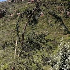 Image result for Acacia kirkii