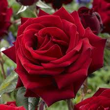 Summer may not be such a pleasant time for us, but there are so many plants that bloom wonderfully in scorching heat & direct sunlight of indian summer. Top 10 Summer Flowers In India Mahagro