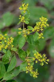 Image result for Aneilema brunneospermum