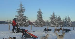 Une course de chiens de traîneaux est une compétition sportive désignant une course dans laquelle des attelages de chiens d'attelage tirent des traîneaux conduit par un musher sur la neige ou la glace au moyen de harnais et des lignes de trait. Un Nouveau Terrain De Jeu Pour Les Chiens De Traineau