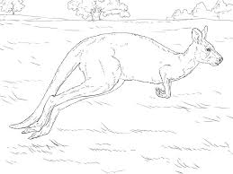 Check spelling or type a new query. Realistic Kangaroo Coloring Page Free Printable Coloring Pages For Kids