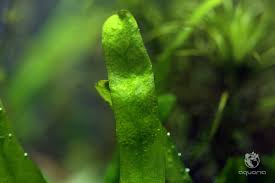 Image result for Nymphoides forbesiana