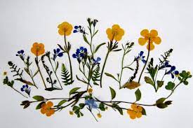 It's used to seal duct work.) How To Press Flowers For Creative Projects Indoindians Com