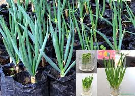 Maybe you would like to learn more about one of these? Info Lengkap Cara Budidaya Bawang Daun Di Rumah Agroben Indonesia