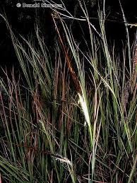 Image result for Heteropogon contortus