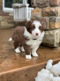 Border collie puppies and dogs. Brucker Creek Border Collies Home Facebook