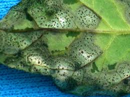 Image result for Septoria leaf spot of tomato
