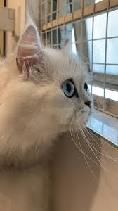 Pin By Ronly On Cats Star Cats Animals