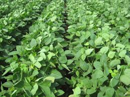 New Soybean Herbicides For 2017 Cropwatch University Of