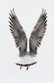 Birds Of A Feather 2019 Characters Moon River Wider Than A Mile Beautiful Birds Bird Wings Bird