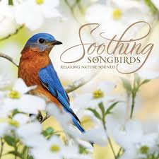 The american regularly visits seed feeders, particularly in the east. American Goldfinch Song By Soothing Songbirds Spotify