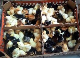 Ternak ayam petelur merupakan salah satu bisnis bermodal kecil dengan untung yang melimpah. Jual Doc Bibit Ayam Joper Jawa Super Berkualitas