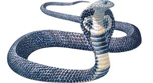 Image result for snake