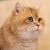 Silver Shaded British Shorthair