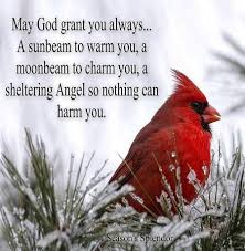 Birds Chirping In The Morning Spiritual Meaning Cardinal Prayer Bird Quotes Sign Quotes Inspirational Quotes