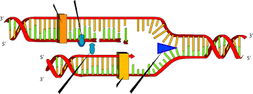 Blank Dna Replication Only Ligase Helicase And Polymerase Clip Art At Clker Com Vector Clip Art Online Royalty Free Public Domain