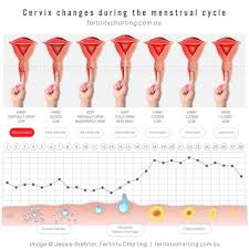 Image result for cervix position