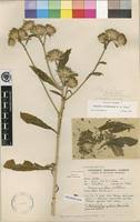 Image result for Vernonia galamensis