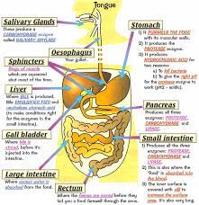 The Digestive System Human Digestive System Medical Anatomy Human Anatomy And Physiology