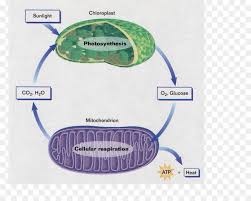 What is cellular respiration in animals. Animal Cartoon