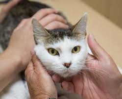 The term cancer in cats often strikes terror to our hearts in the same way it does to a person when they hear the word cancer regarding their own health or that of a loved one. Examine Your Own Pet Long Beach Animal Hospital