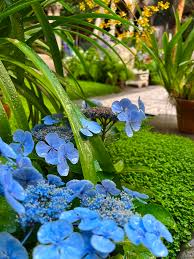 Image result for Hydrangea