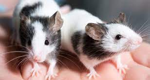 You can breed rats by simply putting a pair together for 10 days, insuring they are together. Rat Breeding Rat Reproduction A Step By Step Guide Petcoach